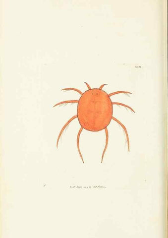 Reproducción/Reproduction 30648536052: The naturalist's miscellany, or Coloured figures of natural objects. London :Printed for Nodder & Co.,1789-1813