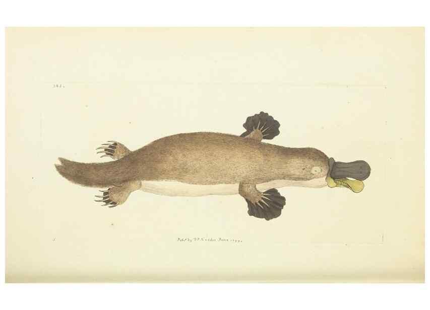 Reproducción/Reproduction 30128869063: The naturalist's miscellany, or Coloured figures of natural objects. London :Printed for Nodder & Co.,1789-1813