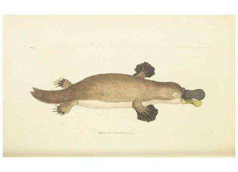 Reproducción/Reproduction 30128869063: The naturalist's miscellany, or Coloured figures of natural objects. London :Printed for Nodder & Co.,1789-1813