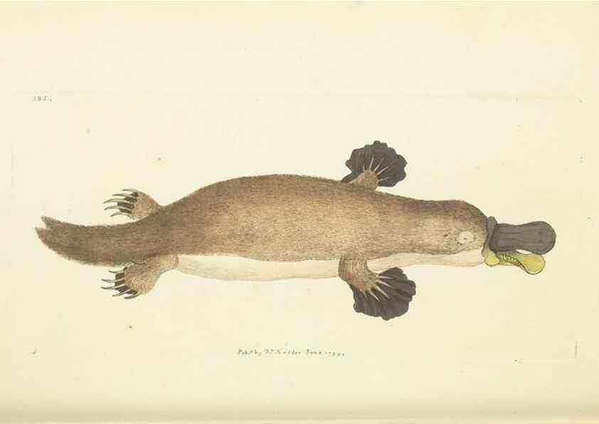 Reproducción/Reproduction 30128869063: The naturalist's miscellany, or Coloured figures of natural objects. London :Printed for Nodder & Co.,1789-1813