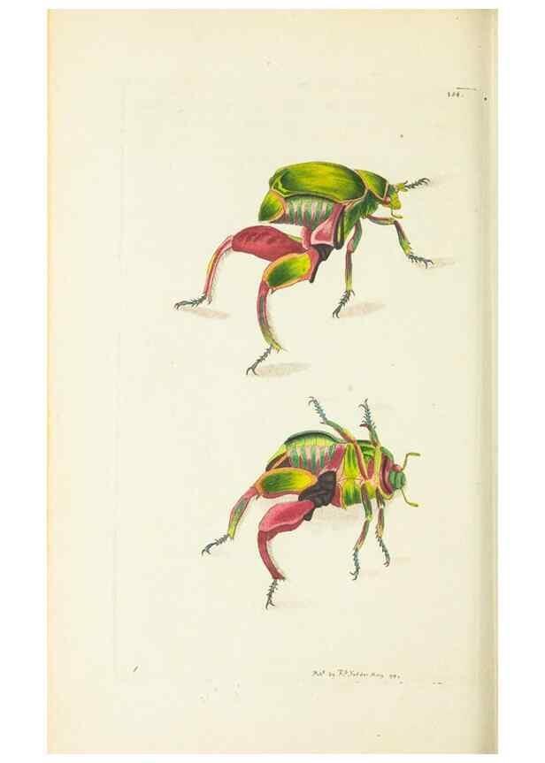 Reproducción/Reproduction 30132189534: The naturalist's miscellany, or Coloured figures of natural objects. London :Printed for Nodder & Co.,1789-1813