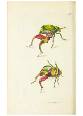 Reproducción/Reproduction 30132189534: The naturalist's miscellany, or Coloured figures of natural objects. London :Printed for Nodder & Co.,1789-1813