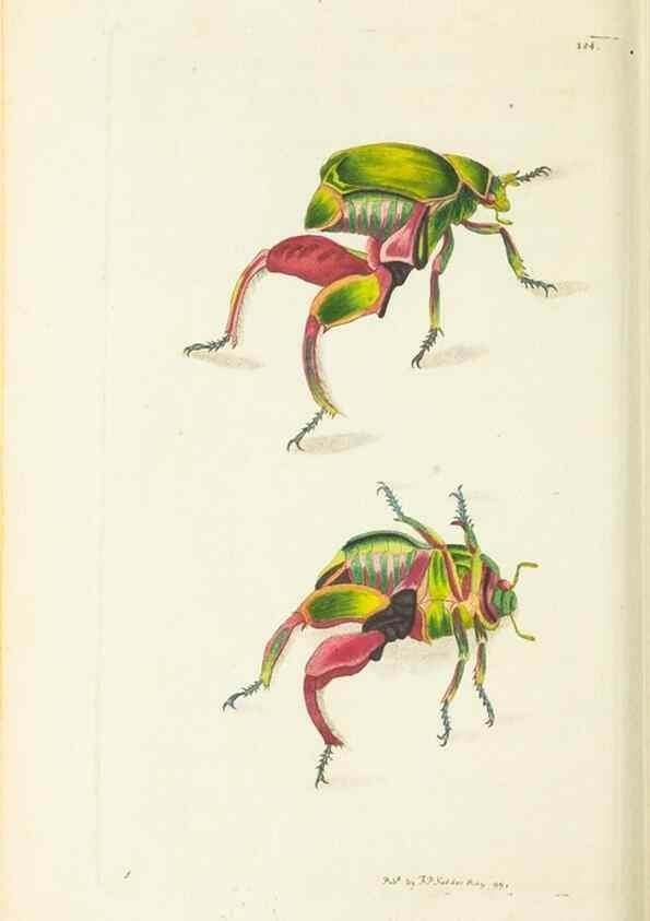 Reproducción/Reproduction 30132189534: The naturalist's miscellany, or Coloured figures of natural objects. London :Printed for Nodder & Co.,1789-1813