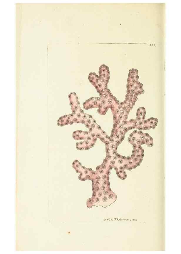 Reproducción/Reproduction 30727514656: The naturalist's miscellany, or Coloured figures of natural objects. London :Printed for Nodder & Co.,1789-1813