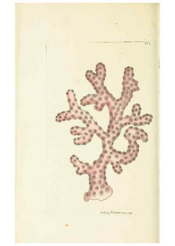 Reproducción/Reproduction 30727514656: The naturalist's miscellany, or Coloured figures of natural objects. London :Printed for Nodder & Co.,1789-1813