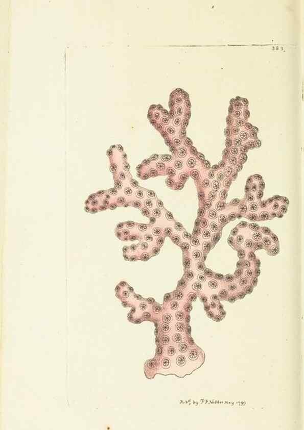 Reproducción/Reproduction 30727514656: The naturalist's miscellany, or Coloured figures of natural objects. London :Printed for Nodder & Co.,1789-1813