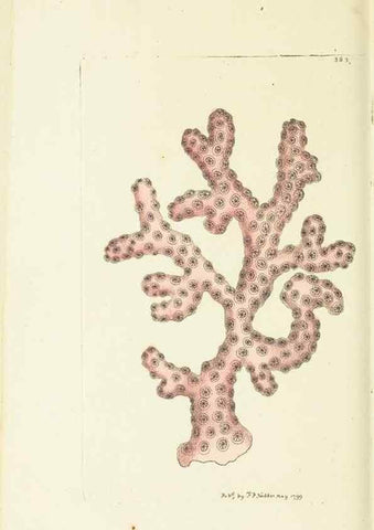 Reproducción/Reproduction 30727514656: The naturalist's miscellany, or Coloured figures of natural objects. London :Printed for Nodder & Co.,1789-1813