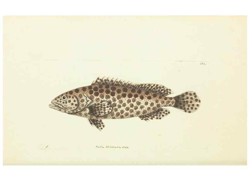Reproducción/Reproduction 30764324395: The naturalist's miscellany, or Coloured figures of natural objects. London :Printed for Nodder & Co.,1789-1813