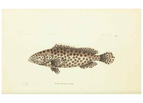 Reproducción/Reproduction 30764324395: The naturalist's miscellany, or Coloured figures of natural objects. London :Printed for Nodder & Co.,1789-1813