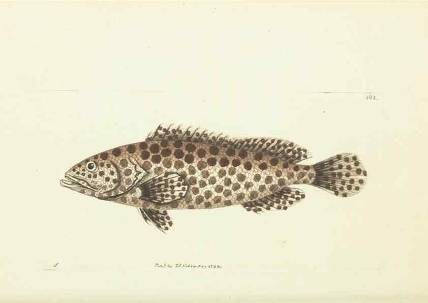 Reproducción/Reproduction 30764324395: The naturalist's miscellany, or Coloured figures of natural objects. London :Printed for Nodder & Co.,1789-1813
