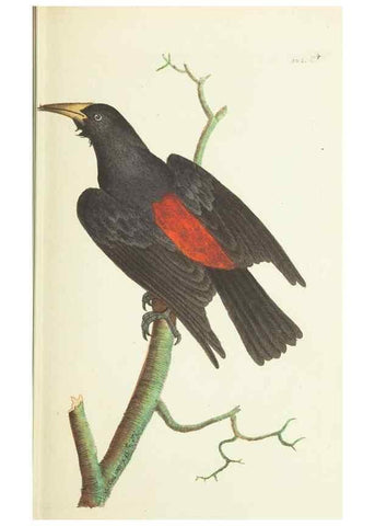 Reproducción/Reproduction 30764305795: The naturalist's miscellany, or Coloured figures of natural objects. London :Printed for Nodder & Co.,1789-1813