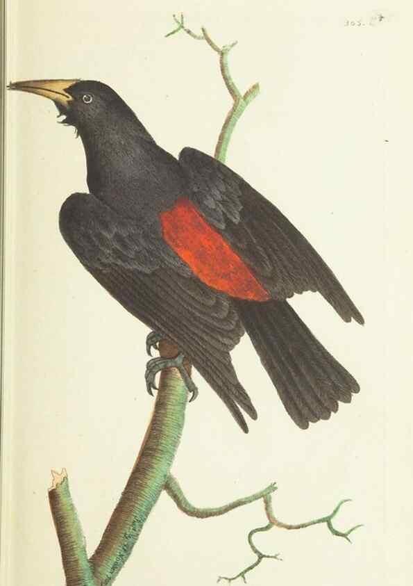 Reproducción/Reproduction 30764305795: The naturalist's miscellany, or Coloured figures of natural objects. London :Printed for Nodder & Co.,1789-1813