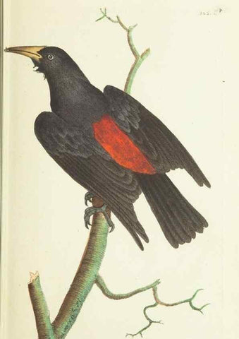 Reproducción/Reproduction 30764305795: The naturalist's miscellany, or Coloured figures of natural objects. London :Printed for Nodder & Co.,1789-1813