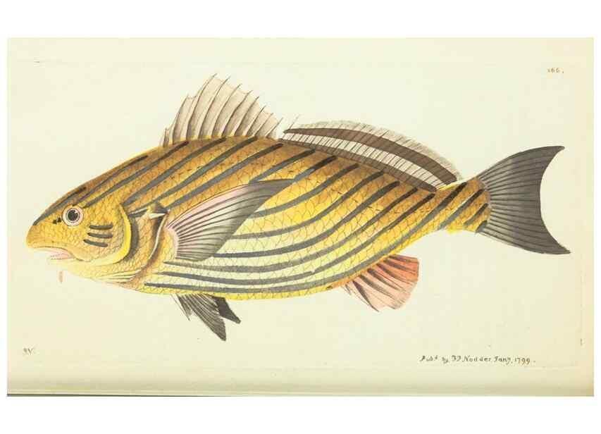 Reproducción/Reproduction 30675949371: The naturalist's miscellany, or Coloured figures of natural objects. London :Printed for Nodder & Co.,1789-1813