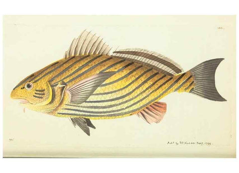 Reproducción/Reproduction 30675949371: The naturalist's miscellany, or Coloured figures of natural objects. London :Printed for Nodder & Co.,1789-1813