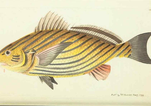 Reproducción/Reproduction 30675949371: The naturalist's miscellany, or Coloured figures of natural objects. London :Printed for Nodder & Co.,1789-1813
