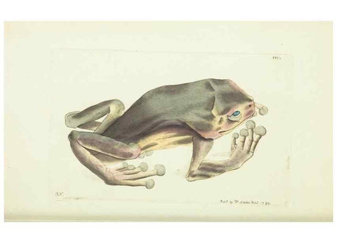 Reproducción/Reproduction 30647620232: The naturalist's miscellany, or Coloured figures of natural objects. London :Printed for Nodder & Co.,1789-1813