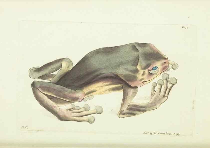 Reproducción/Reproduction 30647620232: The naturalist's miscellany, or Coloured figures of natural objects. London :Printed for Nodder & Co.,1789-1813