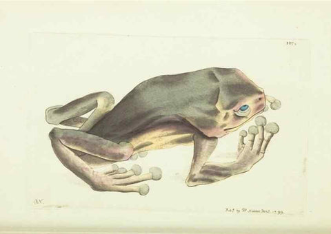 Reproducción/Reproduction 30647620232: The naturalist's miscellany, or Coloured figures of natural objects. London :Printed for Nodder & Co.,1789-1813