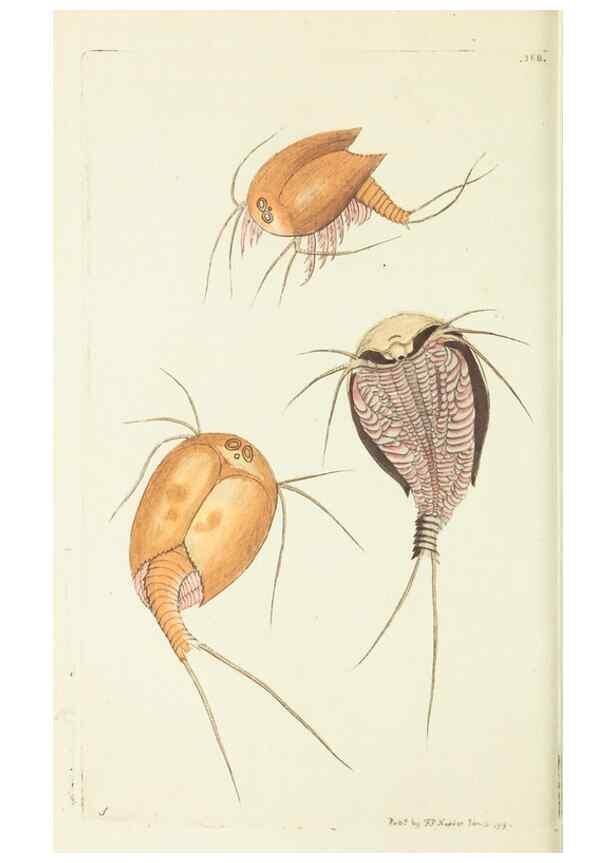 Reproducción/Reproduction 30675954621: The naturalist's miscellany, or Coloured figures of natural objects. London :Printed for Nodder & Co.,1789-1813