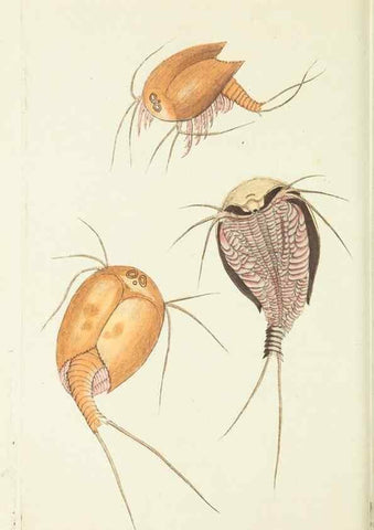 Reproducción/Reproduction 30675954621: The naturalist's miscellany, or Coloured figures of natural objects. London :Printed for Nodder & Co.,1789-1813