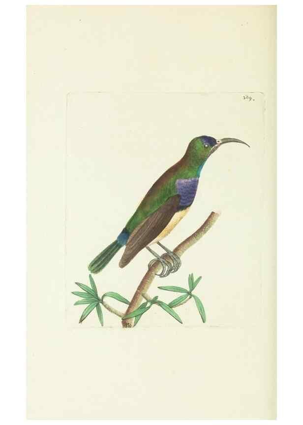 Reproducción/Reproduction 30675957181: The naturalist's miscellany, or Coloured figures of natural objects. London :Printed for Nodder & Co.,1789-1813