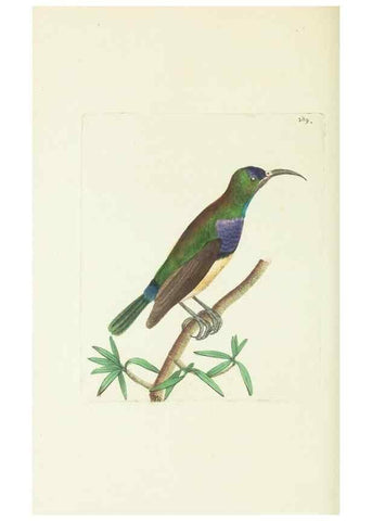 Reproducción/Reproduction 30675957181: The naturalist's miscellany, or Coloured figures of natural objects. London :Printed for Nodder & Co.,1789-1813