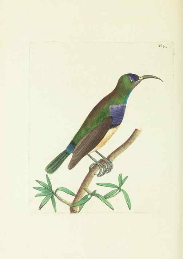 Reproducción/Reproduction 30675957181: The naturalist's miscellany, or Coloured figures of natural objects. London :Printed for Nodder & Co.,1789-1813