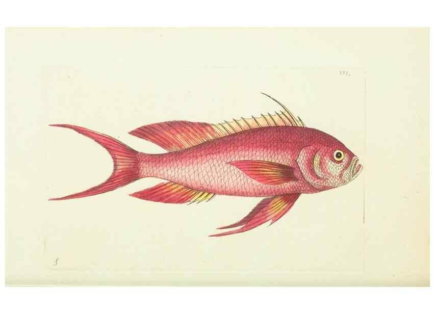 Reproducción/Reproduction 30675959661: The naturalist's miscellany, or Coloured figures of natural objects. London :Printed for Nodder & Co.,1789-1813