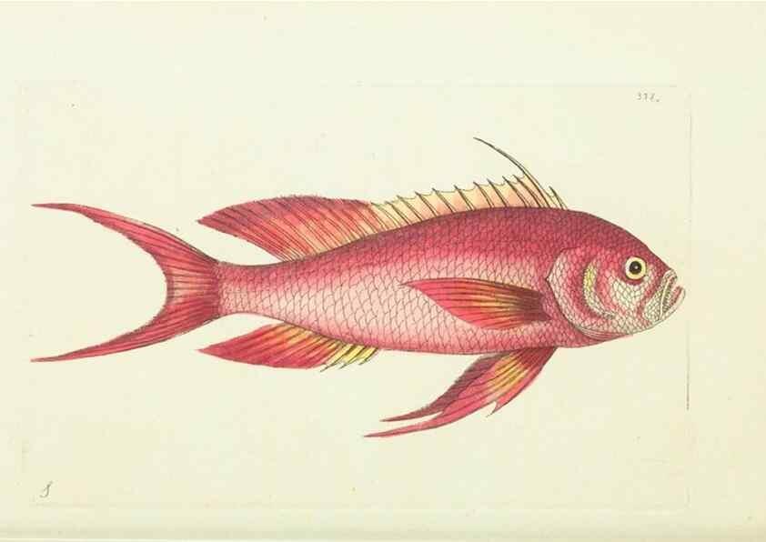 Reproducción/Reproduction 30675959661: The naturalist's miscellany, or Coloured figures of natural objects. London :Printed for Nodder & Co.,1789-1813