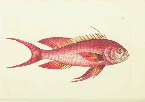 Reproducción/Reproduction 30675959661: The naturalist's miscellany, or Coloured figures of natural objects. London :Printed for Nodder & Co.,1789-1813