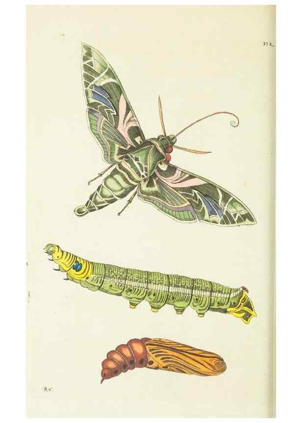 Reproducción/Reproduction 30647626262: The naturalist's miscellany, or Coloured figures of natural objects. London :Printed for Nodder & Co.,1789-1813