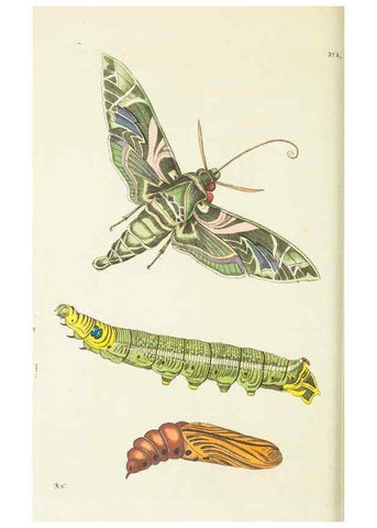 Reproducción/Reproduction 30647626262: The naturalist's miscellany, or Coloured figures of natural objects. London :Printed for Nodder & Co.,1789-1813