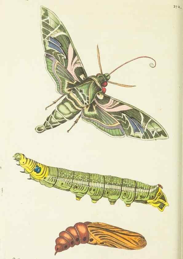 Reproducción/Reproduction 30647626262: The naturalist's miscellany, or Coloured figures of natural objects. London :Printed for Nodder & Co.,1789-1813