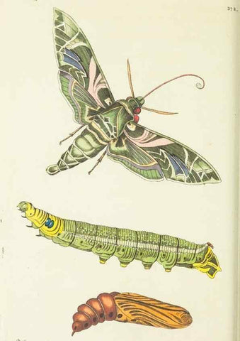 Reproducción/Reproduction 30647626262: The naturalist's miscellany, or Coloured figures of natural objects. London :Printed for Nodder & Co.,1789-1813