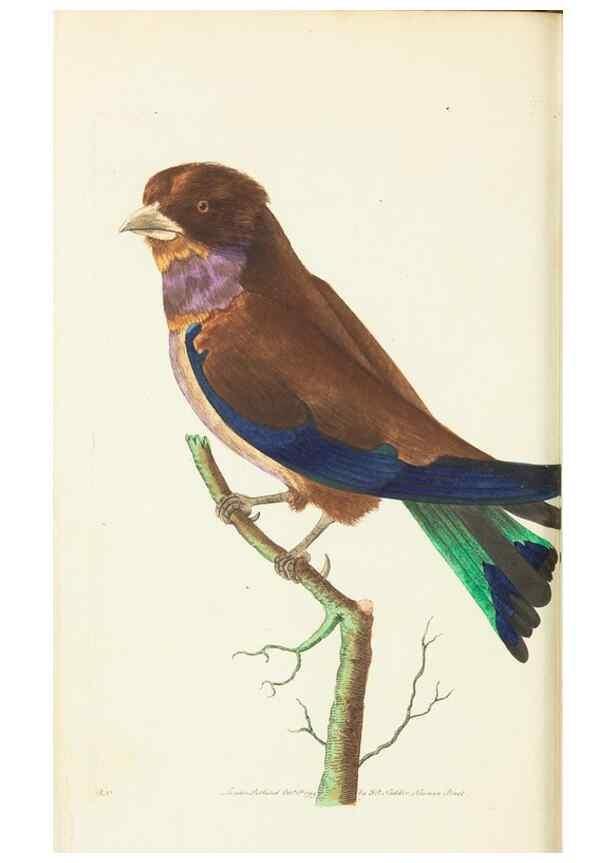 Reproducción/Reproduction 30676875971: The naturalist's miscellany, or Coloured figures of natural objects. London :Printed for Nodder & Co.,1789-1813