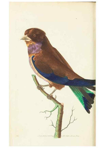 Reproducción/Reproduction 30676875971: The naturalist's miscellany, or Coloured figures of natural objects. London :Printed for Nodder & Co.,1789-1813