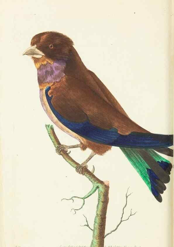 Reproducción/Reproduction 30676875971: The naturalist's miscellany, or Coloured figures of natural objects. London :Printed for Nodder & Co.,1789-1813