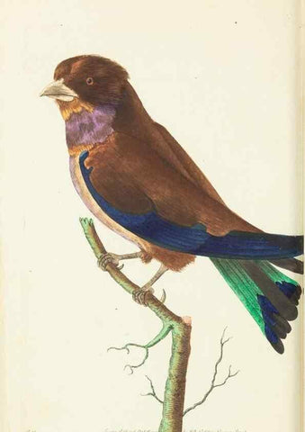 Reproducción/Reproduction 30676875971: The naturalist's miscellany, or Coloured figures of natural objects. London :Printed for Nodder & Co.,1789-1813