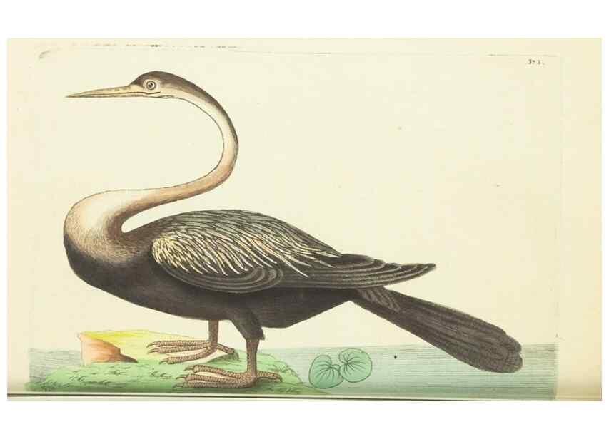 Reproducción/Reproduction 30675964501: The naturalist's miscellany, or Coloured figures of natural objects. London :Printed for Nodder & Co.,1789-1813