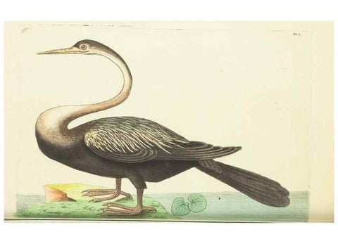 Reproducción/Reproduction 30675964501: The naturalist's miscellany, or Coloured figures of natural objects. London :Printed for Nodder & Co.,1789-1813