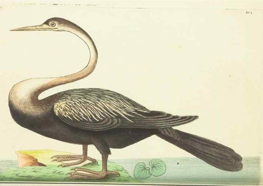 Reproducción/Reproduction 30675964501: The naturalist's miscellany, or Coloured figures of natural objects. London :Printed for Nodder & Co.,1789-1813