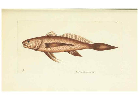 Reproducción/Reproduction 30132171274: The naturalist's miscellany, or Coloured figures of natural objects. London :Printed for Nodder & Co.,1789-1813