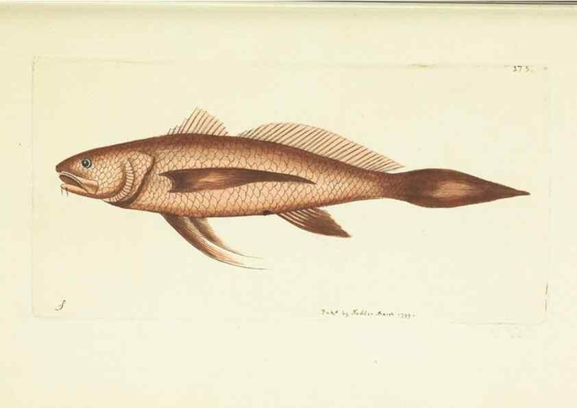 Reproducción/Reproduction 30132171274: The naturalist's miscellany, or Coloured figures of natural objects. London :Printed for Nodder & Co.,1789-1813