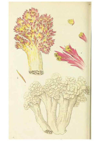 Reproducción/Reproduction 30132173514: The naturalist's miscellany, or Coloured figures of natural objects. London :Printed for Nodder & Co.,1789-1813
