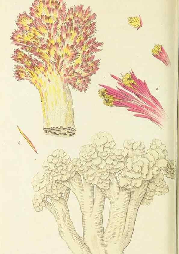 Reproducción/Reproduction 30132173514: The naturalist's miscellany, or Coloured figures of natural objects. London :Printed for Nodder & Co.,1789-1813