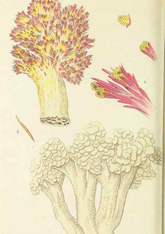 Reproducción/Reproduction 30132173514: The naturalist's miscellany, or Coloured figures of natural objects. London :Printed for Nodder & Co.,1789-1813