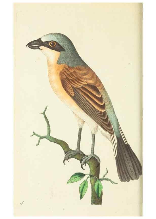 Reproducción/Reproduction 30764319125: The naturalist's miscellany, or Coloured figures of natural objects. London :Printed for Nodder & Co.,1789-1813