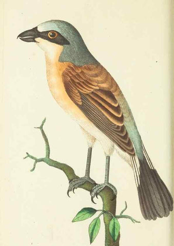 Reproducción/Reproduction 30764319125: The naturalist's miscellany, or Coloured figures of natural objects. London :Printed for Nodder & Co.,1789-1813