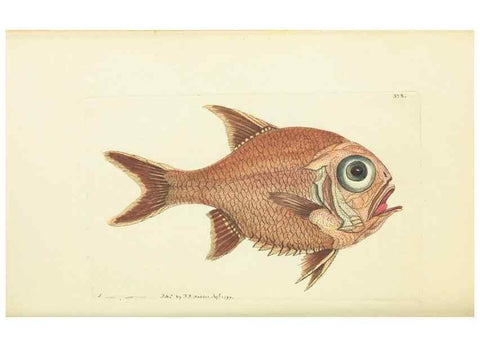 Reproducción/Reproduction 30132177754: The naturalist's miscellany, or Coloured figures of natural objects. London :Printed for Nodder & Co.,1789-1813